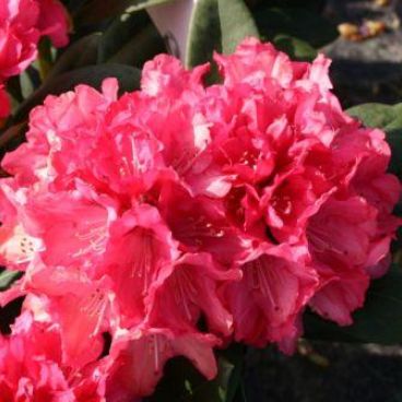 Рододендрон якушиманский "Снизи" / Rhododendron yakushimanum "Sneezy"