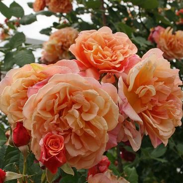 Роза "Алоха" / Rosa "Aloha"
