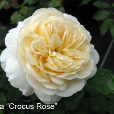 Роза "Крокус Роуз" / Rosa "Crocus Rose"