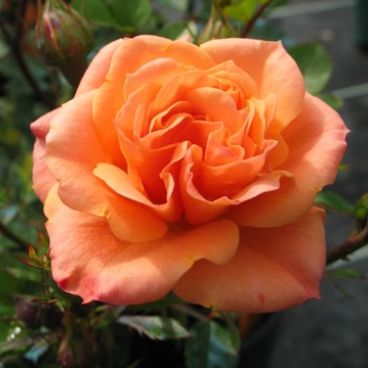 Роза "Априкот Клементин" / Rosa "Apricot Clementine"