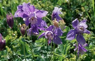 Аквилегия альпийская / Aquilegia alpina