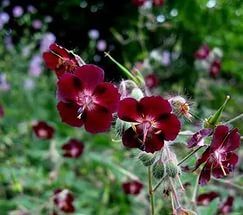 Герань красно-бурая "Самобор" / Geranium phaeum "Samobor"