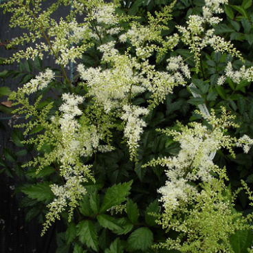 Астильба Арендса "Браутшлеер" / Astilbe Arendsii "Brautschleier"