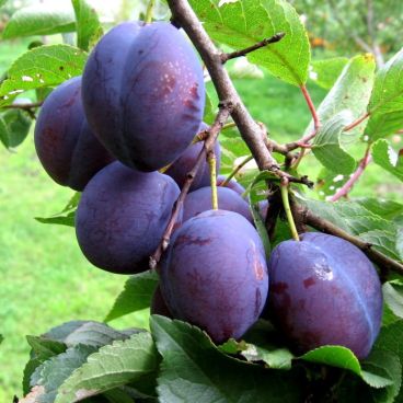 Слива домашняя "Заречная Ранняя" /Prunus domestica "Zarechnaya Rannaya"