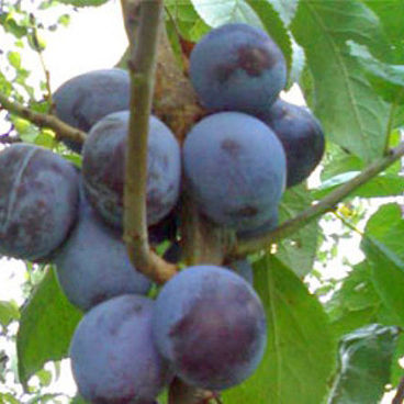 Слива домашняя "Прикубанская" / Prunus domestica "Prikubanskaya"