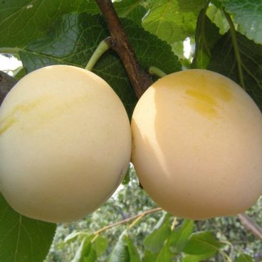 Слива домашняя "Утро" / Prunus domestica "Utro"