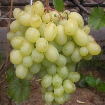 Виноград "Лора" / Vitis vinifera "Lora"