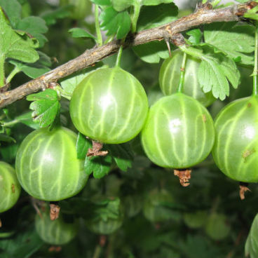 Крыжовник "Малахит" / Ribes uva-crispa "Malakhit"