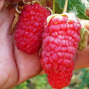 Малина крупноплодная "Гигант Рубиновый" / Rubus idaeus "Gigant Rubinovyi"