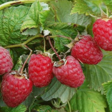 Малина "Пересвет" / Rubus idaeus "Peresvet"