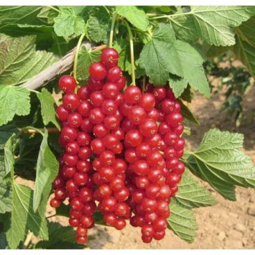 Смородина красная "Каскад" / Ribes rubrum "Kaskad"