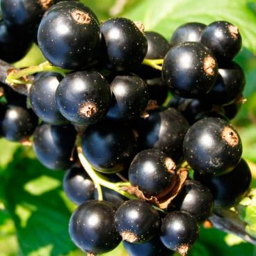 Смородина черная "Багира"/Ribes nigrum "Bagira"