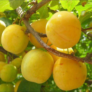 Слива домашняя "Желтая Самоплодная" / Prunus domestica "Zhyoltaya Samoplodnaya"