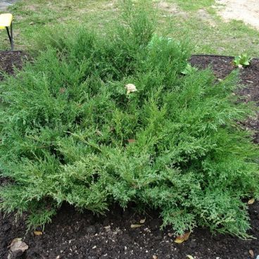 Можжевельник средний "Пфитцериана Компакта" / Juniperus media "Pfitzeriana Compacta"