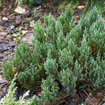 Можжевельник гориз. "Грей Перл" / Juniperus horizontalis "Grey Pearl"