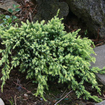 Можжевельник чешуйчатый "Холгер" / Juniperus squamata "Holger"