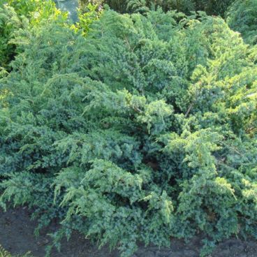 Можжевельник чешуйчатый "Ханенторп" / Juniperus squamata "Hunnentorp"