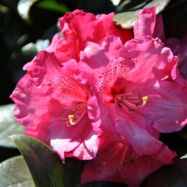 Рододендрон "Берлинер Либе" / Rhododendron hybriden "Berliner Liebe"
