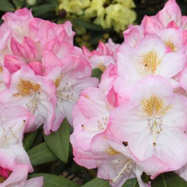 Рододендрон "Бриджит" / Rhododendron hybriden "Brigitte"