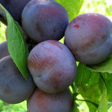 Слива домашняя "Этюд" / Prunus domestica "Etyud"