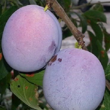 Слива домашняя "Волжская Красавица" / Prunus domestica "Voljskaya Krasavitsa"