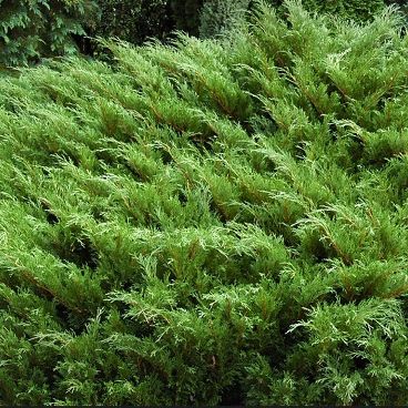 Можжевельник казацкий / Juniperus sabina