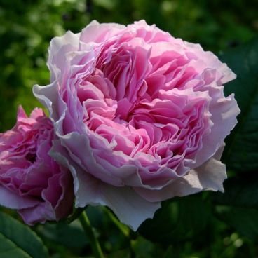 Роза "Гартентрауме" / Rosa "Gartentraume"