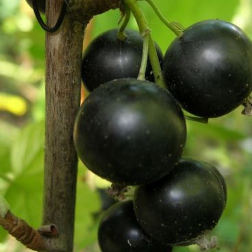 Смородина черная "Геркулес" / Ribes nigrum "Gerkules"