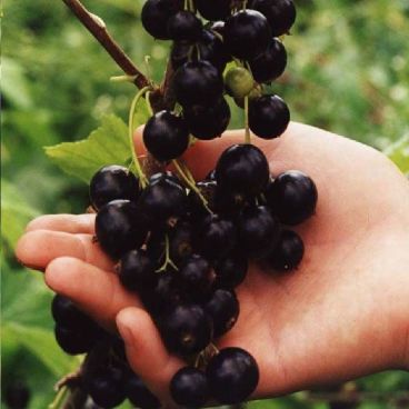 Смородина черная "Вологда"/ Ribes nigrum "Vologda"