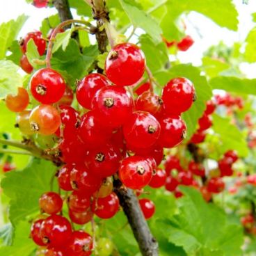 Смородина красная "Ранняя сладкая"/ Ribes rubrum "Rannyaya Sladkaya"