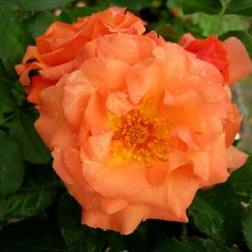 Роза "Оранж Климбер" / Rosa "Orange Climber"