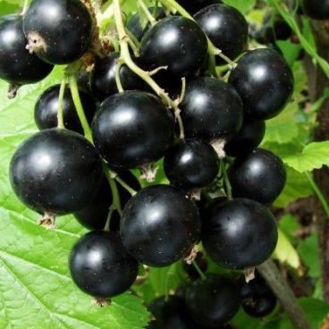 Смородина черная "Бен Хоппен"/ Ribes nigrum "Ben Hoppen"