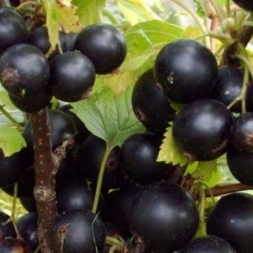 Смородина черная "Лентяй"/ Ribes nigrum "Lentyai"