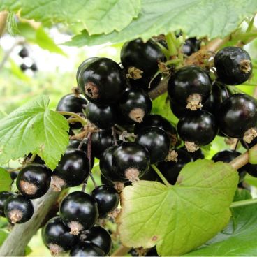 Смородина черная "Селечинская" / Ribes nigrum "Selechinskaya"