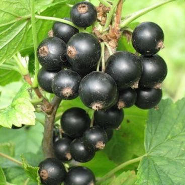 Смородина черная "Черная Вуаль" / Ribes nigrum "Chernaya Vual"