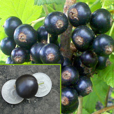 Смородина черная "Ядреная" / Ribes nigrum "Yadrenaya"