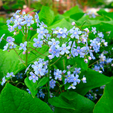 Бруннера сибирская / Brunnera sibirica