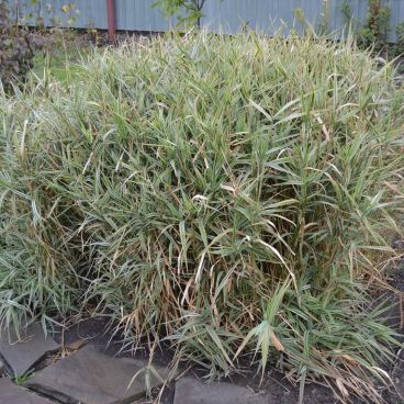 Двукисточник тростниковый "Вариегата" / Phalaris arundinacea "Variegata"