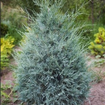 Можжевельник скальный "Патфайндер" / Juniperus scopulorum "Pathfinder"